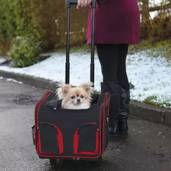 viajar con tu mascota
