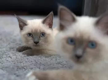 dos gatos en una alfombra